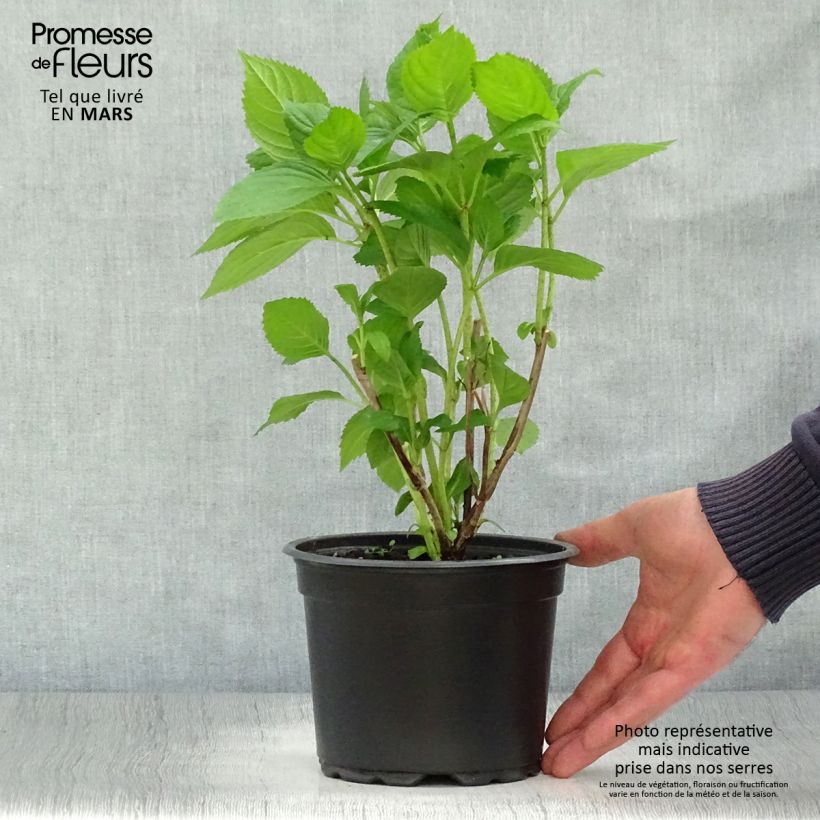 Hortensia macrophylla Bouquet Rose - Hydrangea Maceta 2L/3L Ejemplar entregado en la primavera