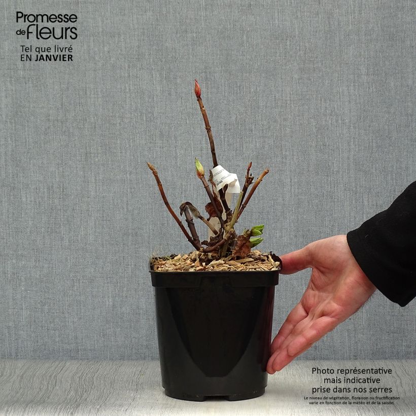 Hortensia macrophylla Buchfink - Hydrangea Maceta 2L/3L Ejemplar entregado en invierno