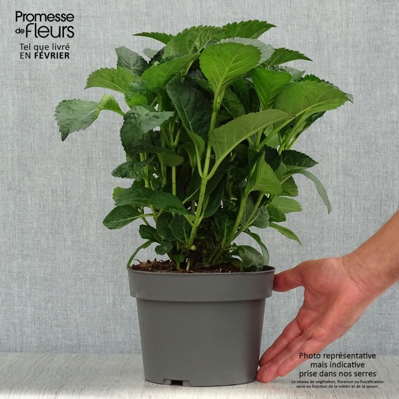 Ejemplar de Hortensia macrophylla Caipirinha - Hydrangea Maceta 2L/3L entregado en otoño