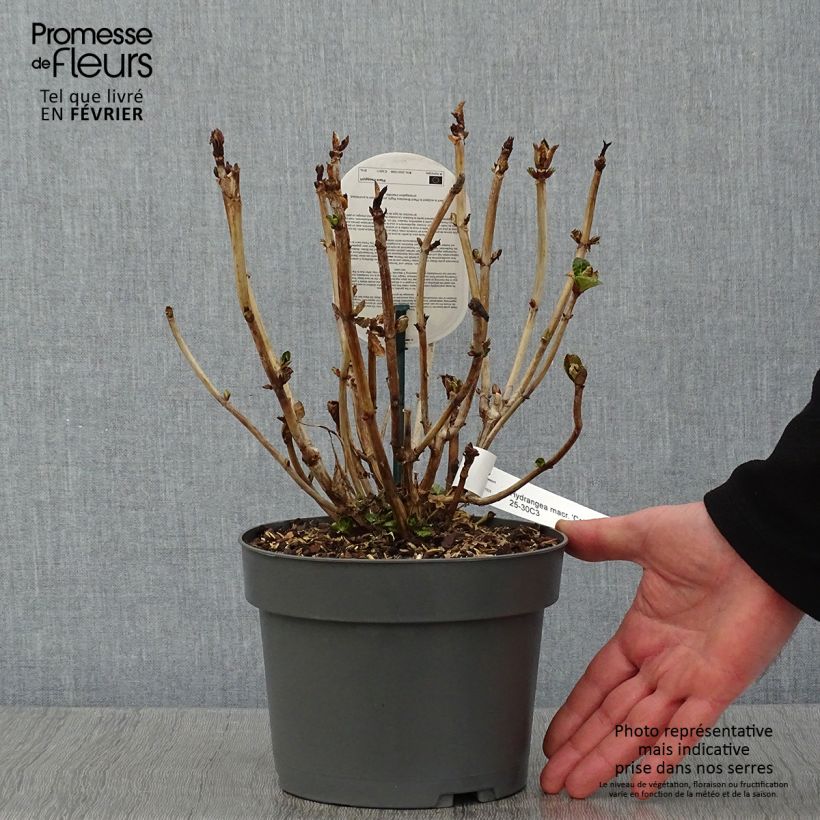 Hortensia macrophylla Caipirinha - Hydrangea Maceta 2L/3L Ejemplar entregado en invierno