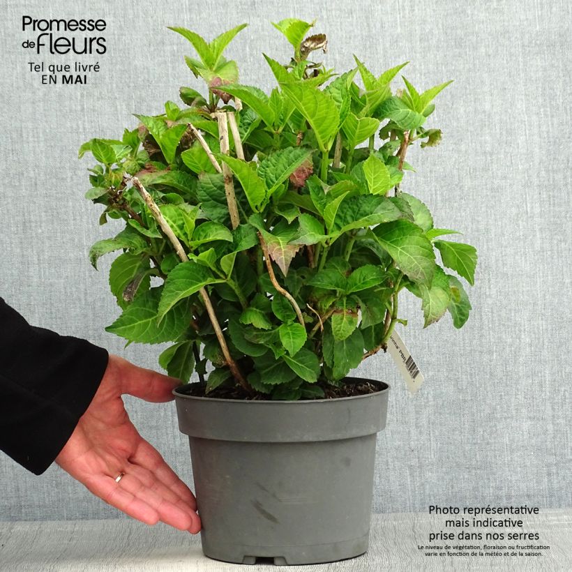 Hortensia macrophylla Caipirinha - Hydrangea Maceta 2L/3L Ejemplar entregado en la primavera
