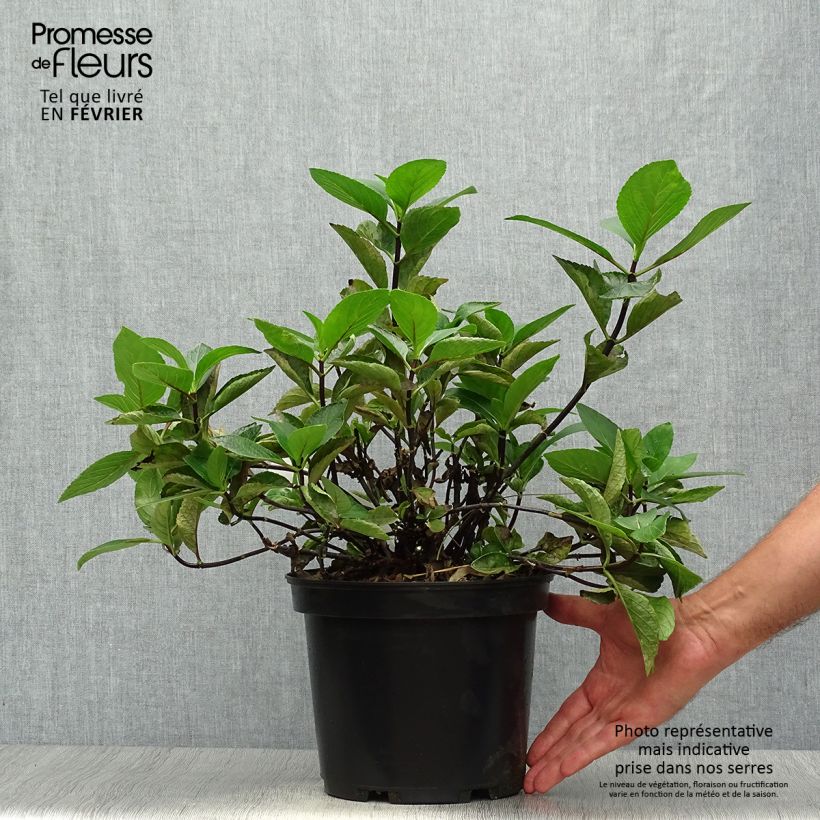 Ejemplar de Hortensia macrophylla Rendez-Vous Choco Chic - Hydrangea Maceta 4L/5L entregado en otoño