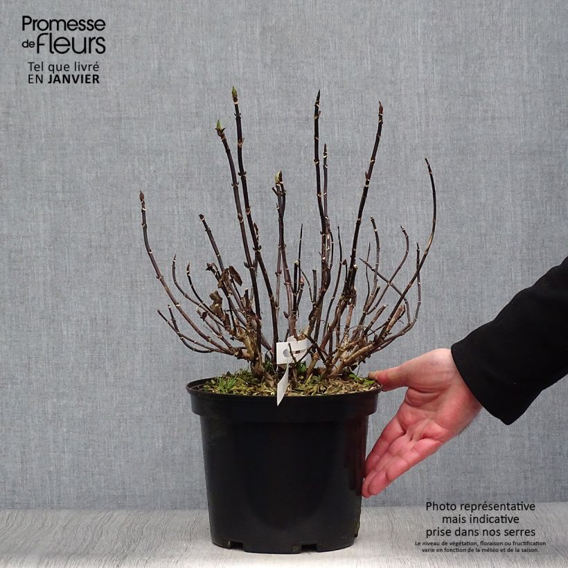 Hortensia macrophylla Rendez-Vous Choco Chic - Hydrangea Maceta 4L/5L Ejemplar entregado en invierno