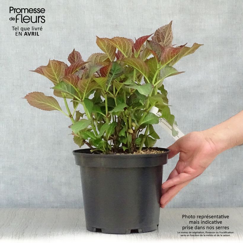 Hortensia macrophylla Black Diamonds Dark Angel - Hydrangea Maceta 4L/5L Ejemplar entregado en la primavera