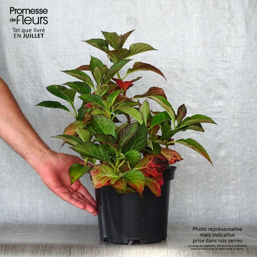Ejemplar de Hortensia macrophylla Black Diamonds Dark Angel - Hydrangea Maceta 4L/5L entregado en verano