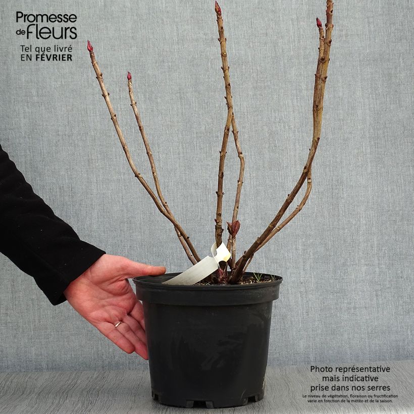 Hortensia macrophylla Black Diamonds Dark Angel - Hydrangea Maceta 4L/5L Ejemplar entregado en invierno