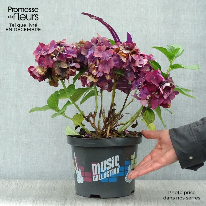 Hortensia macrophylla Deep Purple Dance - Hydrangea Maceta 4L/5L Ejemplar entregado en invierno