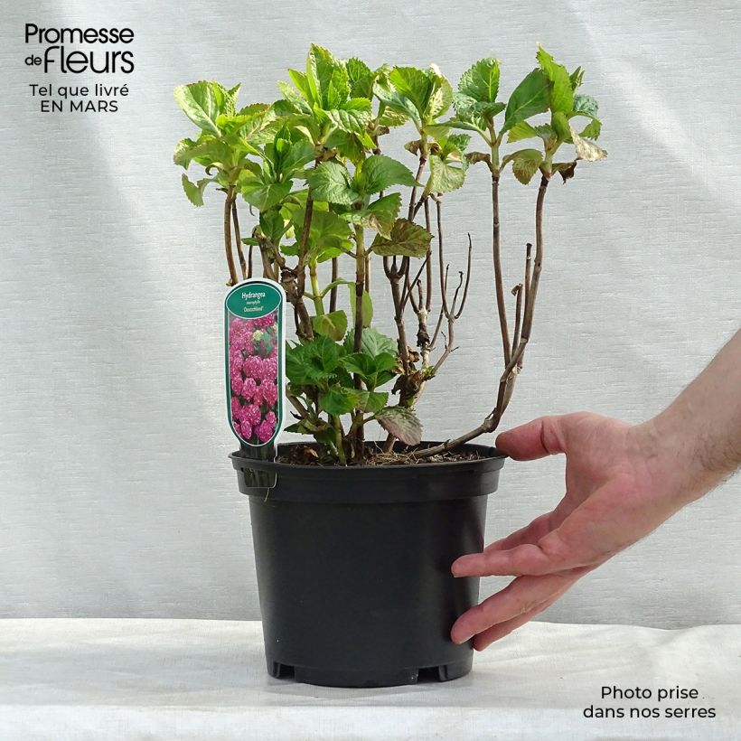 Hortensia macrophylla Deutschland - Hydrangea Maceta 2L/3L Ejemplar entregado en la primavera