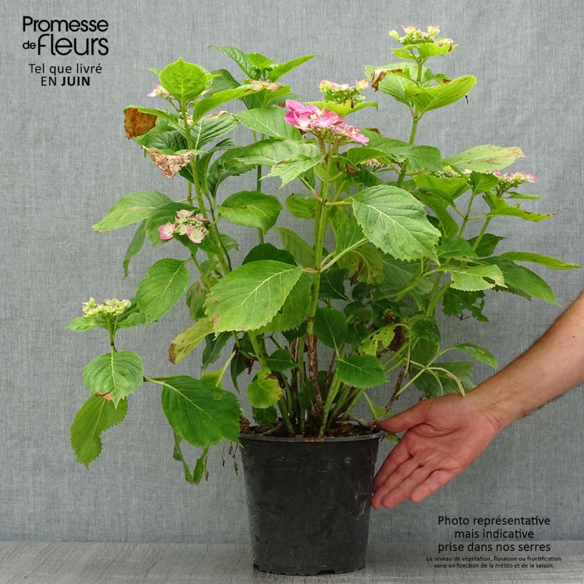 Ejemplar de Hortensia macrophylla Dolce Fragola - Hydrangea Maceta 4L/5L entregado en verano
