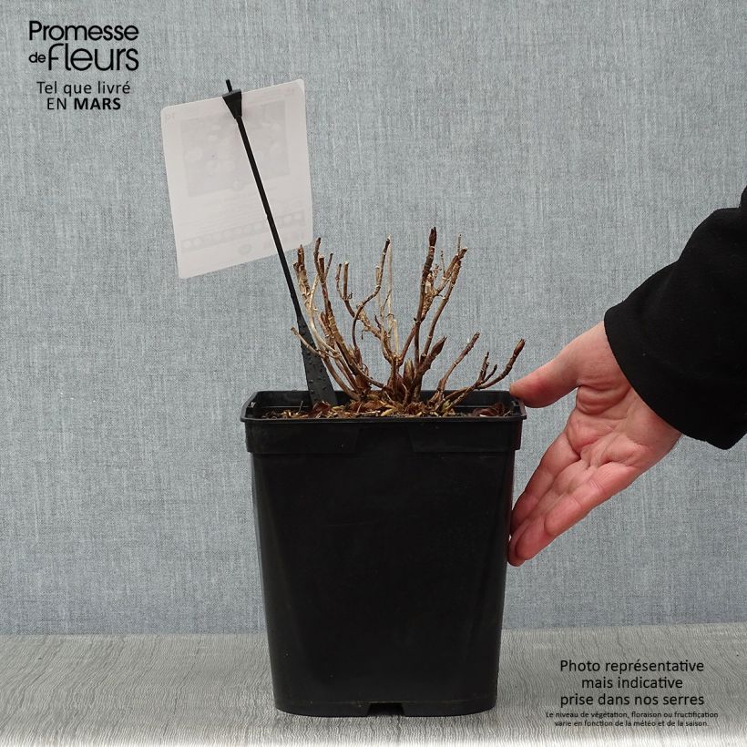 Hortensia macrophylla Dolce Gipsy - Hydrangea Maceta 4L/5L Ejemplar entregado en invierno