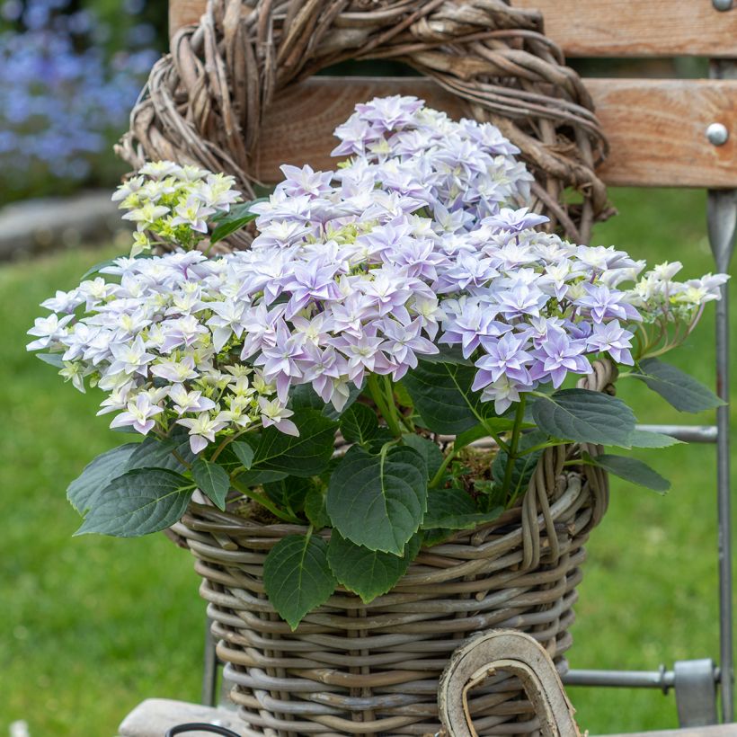 Hortensia macrophylla Double Dutch Blue - Hydrangea (Porte)