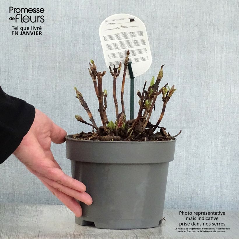 Hortensia macrophylla Early Blue - Hydrangea Maceta 2L/3L Ejemplar entregado en invierno