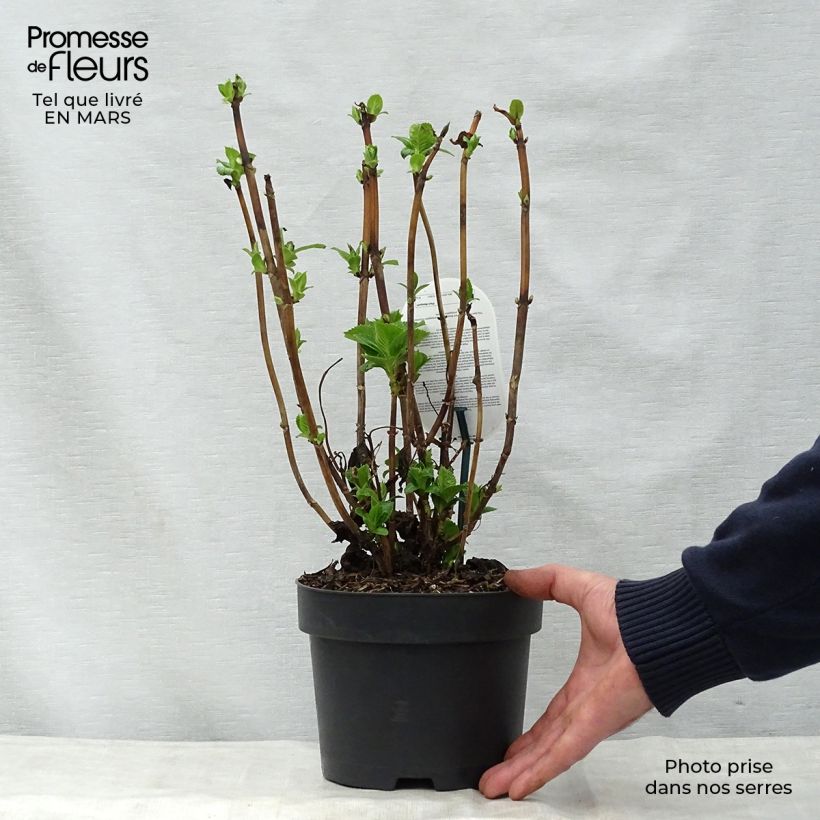 Hortensia macrophylla Early Blue - Hydrangea Maceta 2L/3L Ejemplar entregado en la primavera