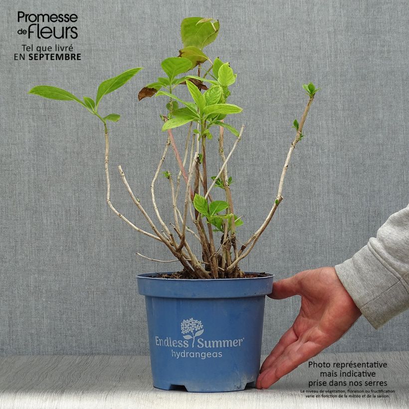 Ejemplar de Hortensia macrophylla Endless Summer The Bride - Hydrangea Maceta 2L/3L entregado en otoño