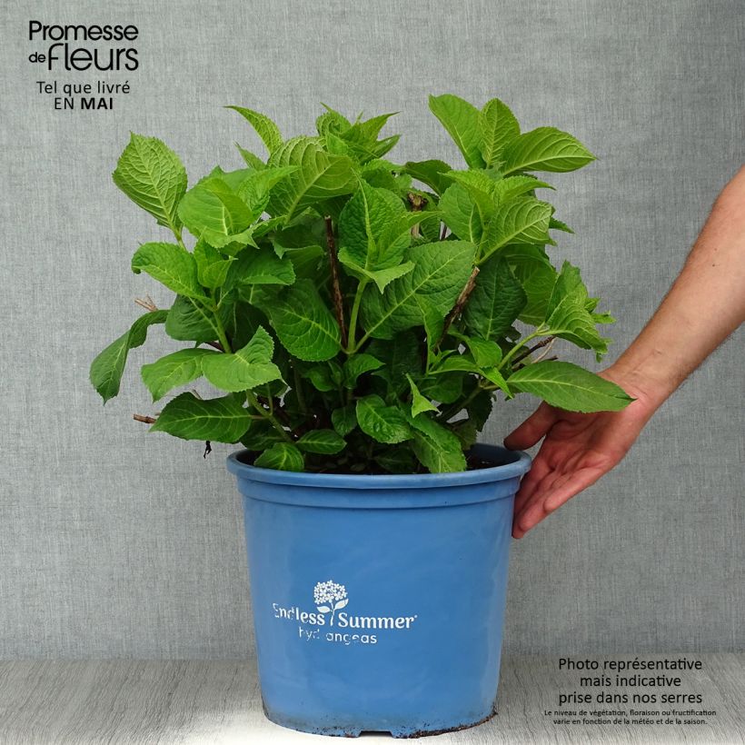Hortensia macrophylla Endless Summer The Original Pink - Hydrangea Maceta 12L/15L Ejemplar entregado en la primavera