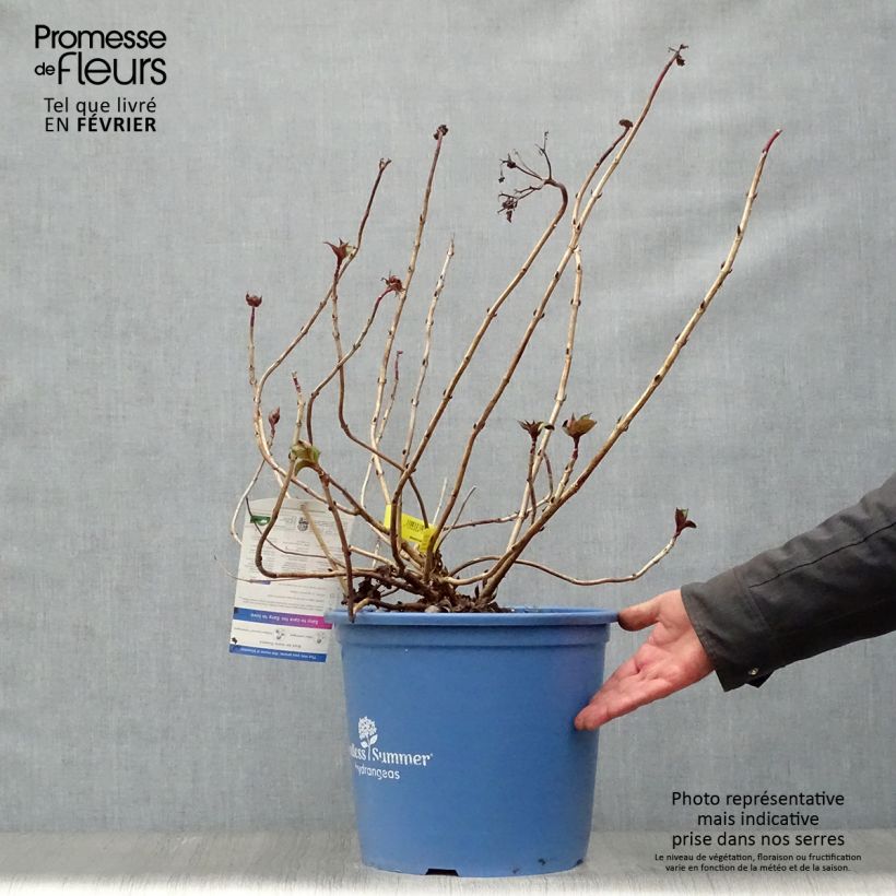 Hortensia macrophylla Endless Summer Twist and Shout - Hydrangea Maceta 12L/15L Ejemplar entregado en invierno