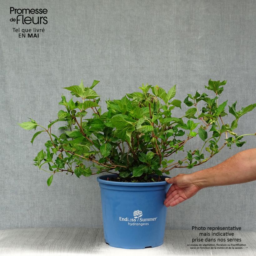 Hortensia macrophylla Endless Summer Twist and Shout - Hydrangea Maceta 12L/15L Ejemplar entregado en la primavera