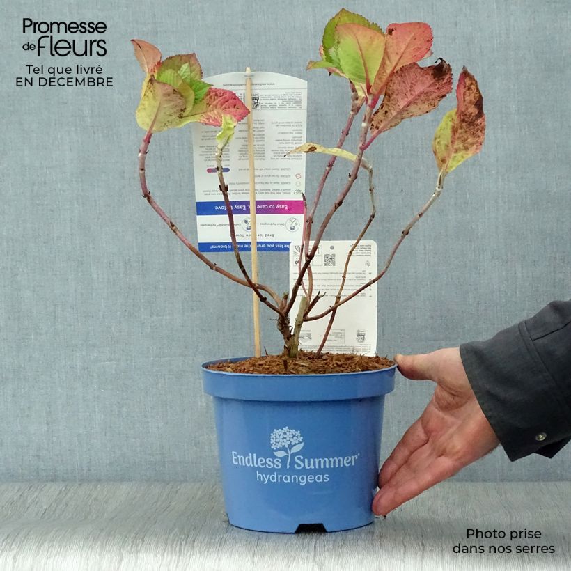 Hortensia macrophylla Endless Summer Twist and Shout - Hydrangea Maceta 2L/3L Ejemplar entregado en invierno