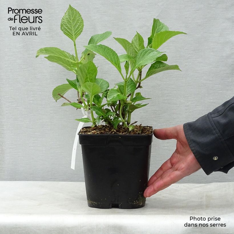 Hortensia macrophylla Etoile Violette - Hydrangea Maceta 2L/3L Ejemplar entregado en la primavera