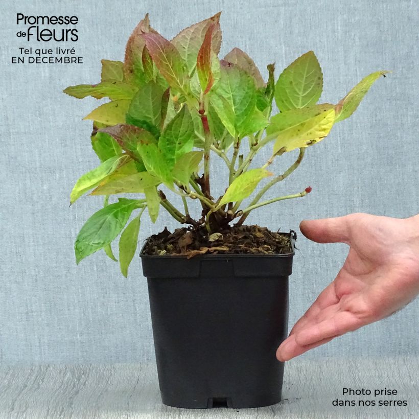 Hortensia macrophylla Etoile Violette - Hydrangea Maceta 2L/3L Ejemplar entregado en invierno