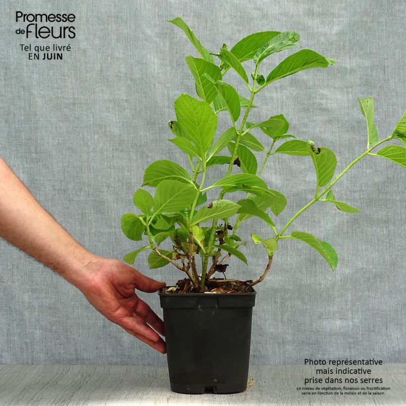 Ejemplar de Hortensia macrophylla Etoile Violette - Hydrangea Maceta 2L/3L entregado en verano