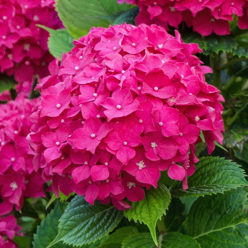 Hortensia macrophylla Eughen Hahn - Hydrangea (Floración)
