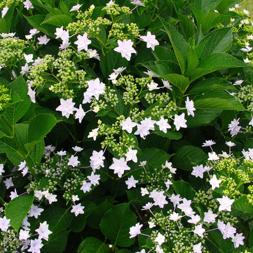 Hortensia macrophylla Hovaria Fireworks White - Hydrangea (Porte)