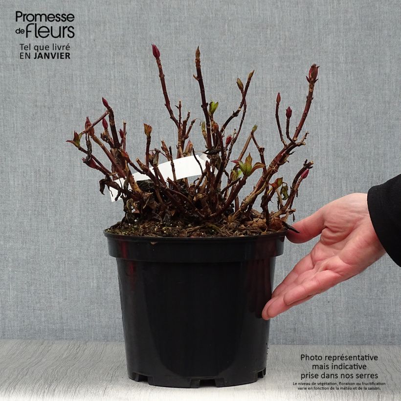 Hortensia macrophylla Rendez-Vous French Cancan - Hydrangea Maceta 4L/5L Ejemplar entregado en invierno