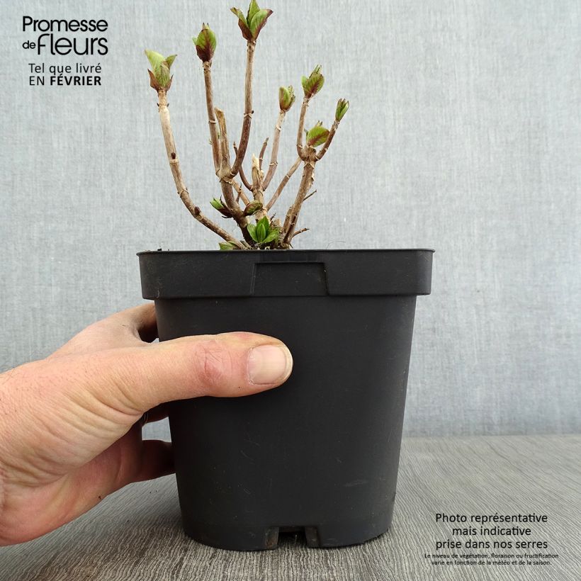 Hortensia macrophylla Freudenstein (ScP) - Hydrangea Maceta 2L/3L Ejemplar entregado en invierno