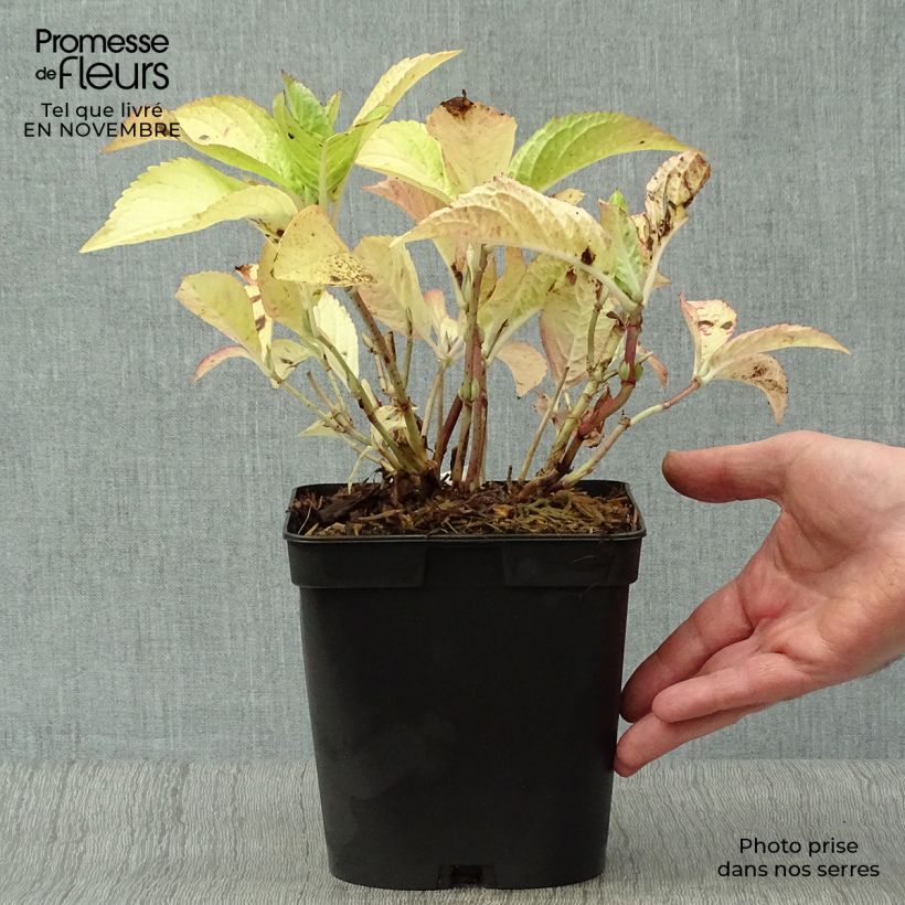 Ejemplar de Hortensia macrophylla Generale Vicomtesse de Vibraye - Hydrangea Maceta 2L/3L entregado en otoño