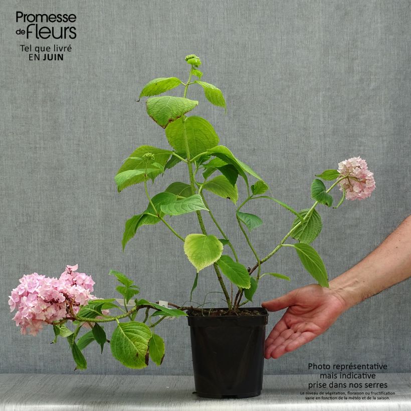 Ejemplar de Hortensia macrophylla Generale Vicomtesse de Vibraye - Hydrangea Maceta 2L/3L entregado en verano