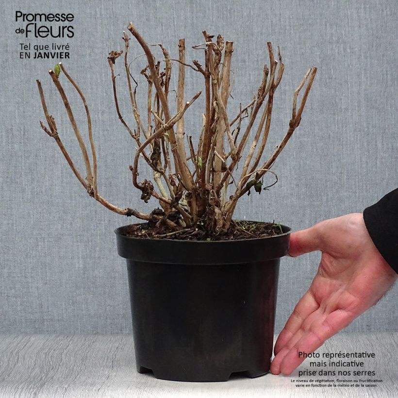 Hortensia macrophylla Gertrud Glahn - Hydrangea Maceta 2L/3L Ejemplar entregado en invierno