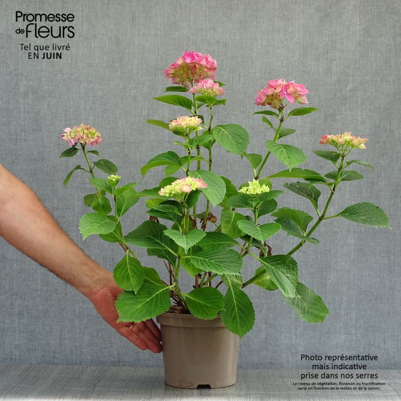 Ejemplar de Hortensia macrophylla Glowing Amber - Hydrangea Maceta 2L/3L entregado en verano