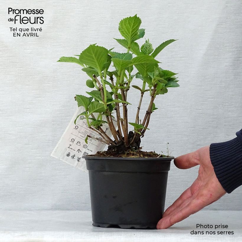 Hortensia macrophylla Glowing Amber - Hydrangea Maceta 2L/3L Ejemplar entregado en la primavera