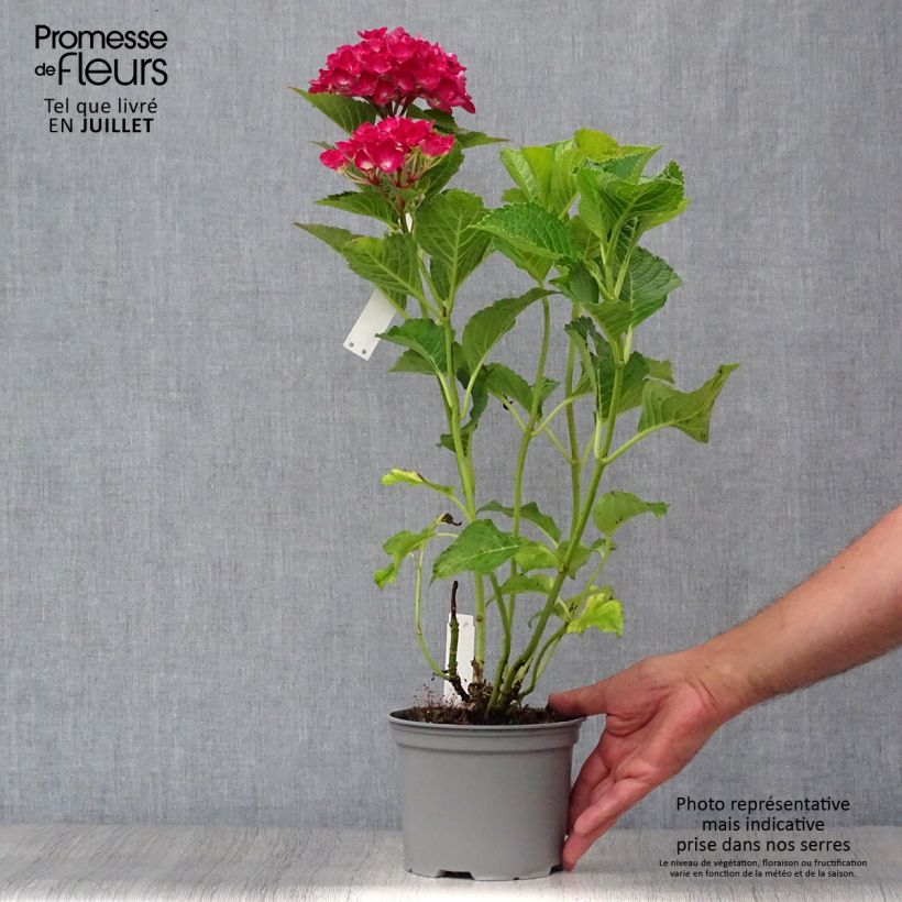 Ejemplar de Hortensia macrophylla Green shadow - Hydrangea Maceta 2L/3L entregado en verano