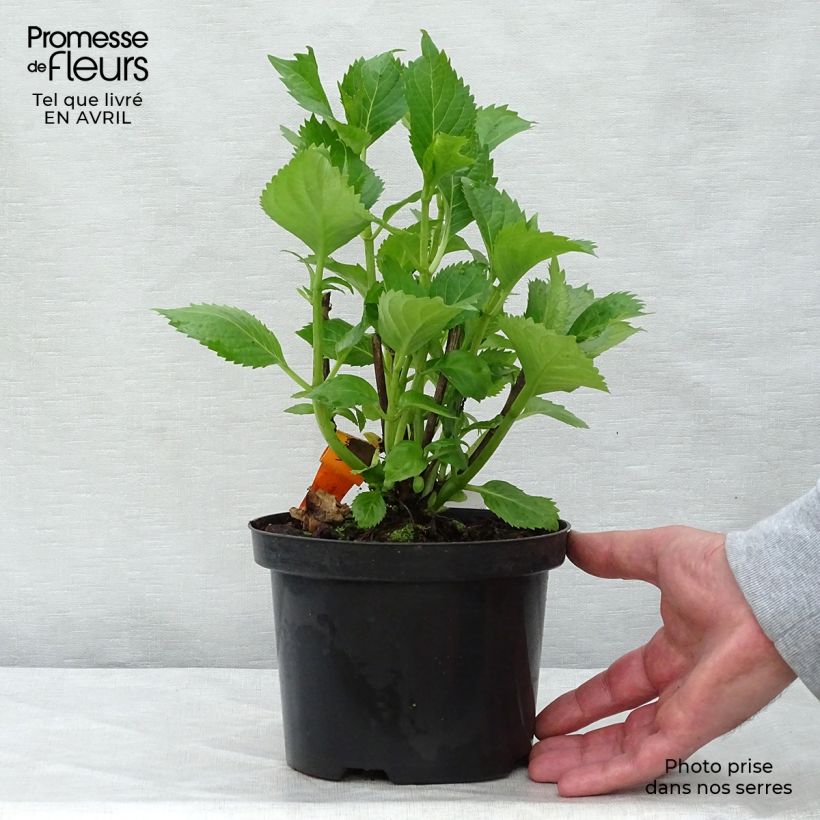 Hortensia macrophylla Hambourg - Hydrangea Maceta 2L/3L Ejemplar entregado en la primavera