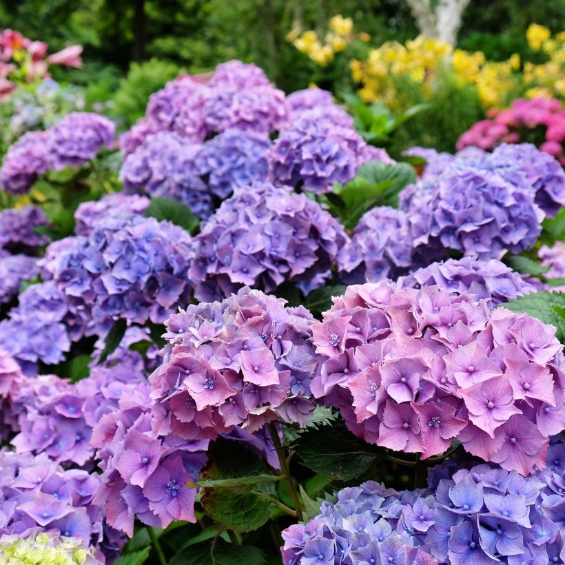 Hortensia macrophylla Hambourg - Hydrangea (Floración)