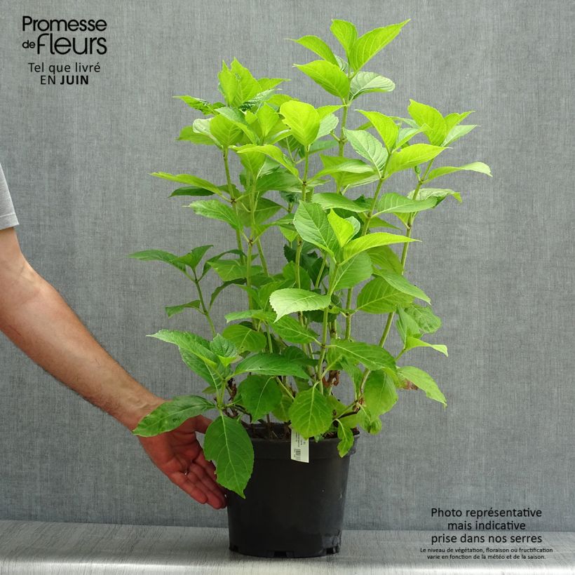 Ejemplar de Hortensia macrophylla Hovaria Hobergine - Hydrangea Maceta 4L/5L entregado en verano