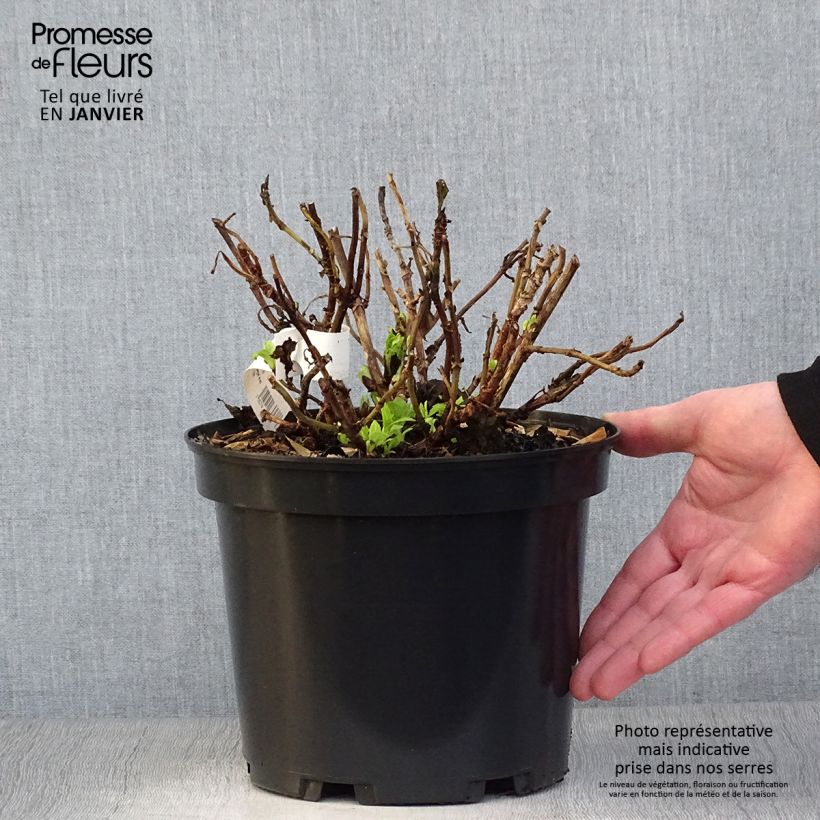 Hortensia macrophylla Hovaria Hobergine - Hydrangea Maceta 4L/5L Ejemplar entregado en invierno