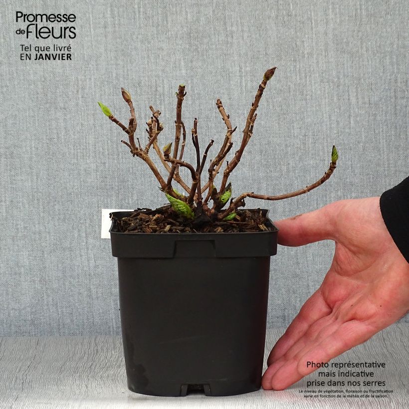 Hortensia macrophylla Immaculata - Hydrangea Maceta 2L/3L Ejemplar entregado en invierno