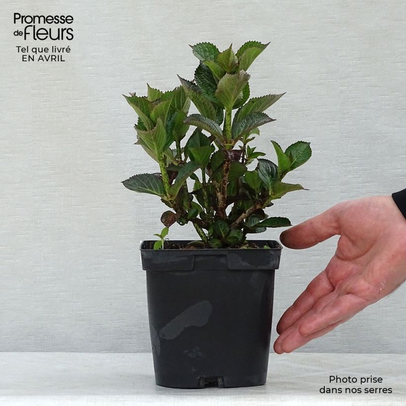 Hortensia macrophylla Julisa - Hydrangea Maceta 1,5L/2L Ejemplar entregado en la primavera