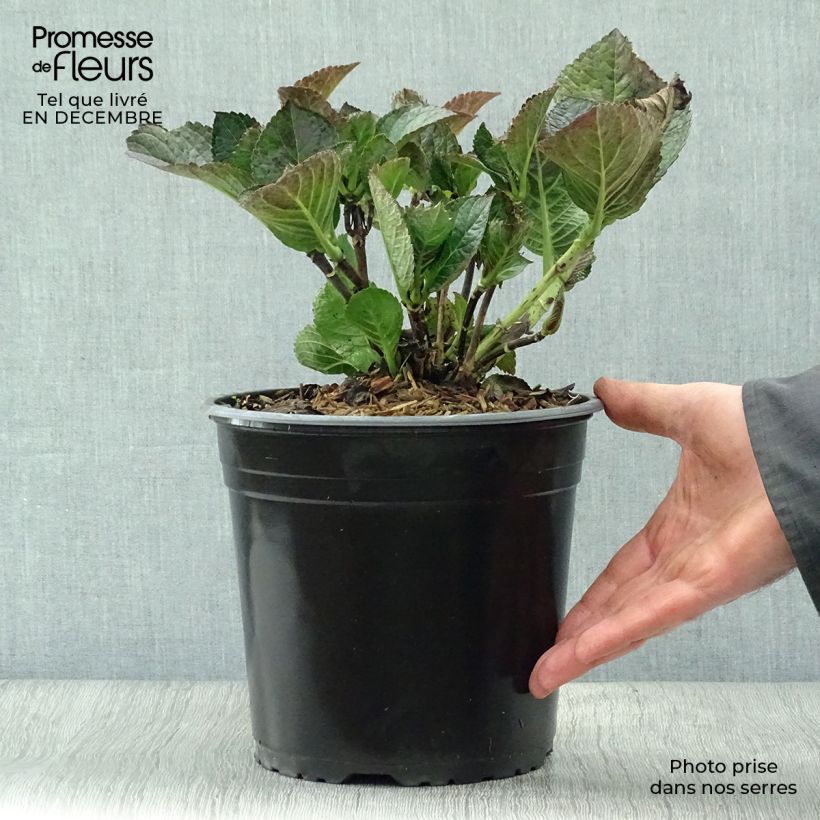 Hortensia macrophylla Julisa - Hydrangea Maceta 4L/5L Ejemplar entregado en invierno