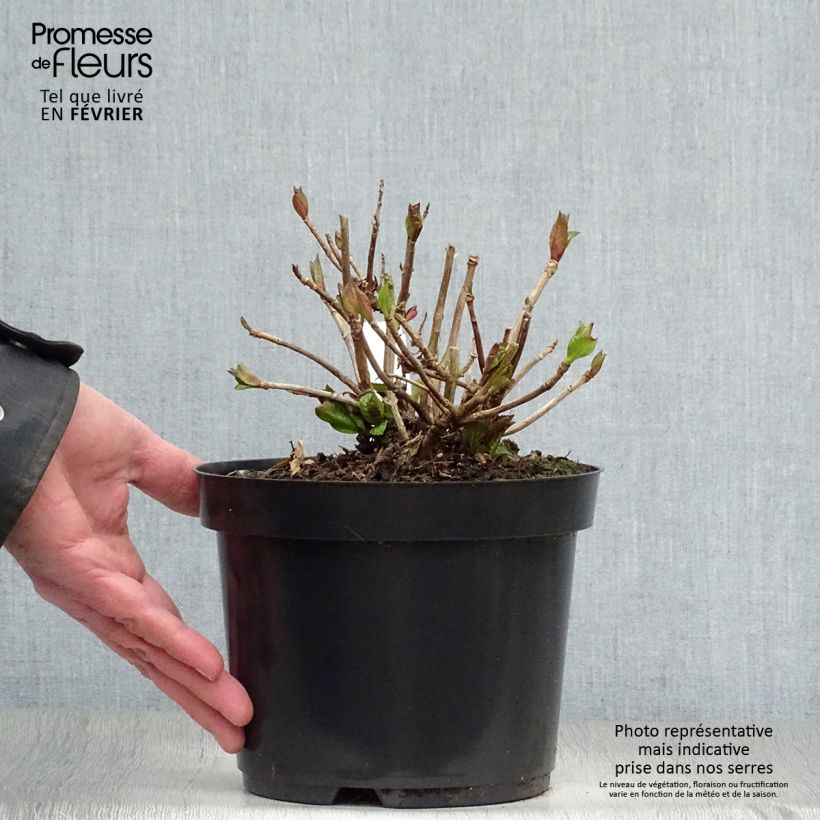 Hortensia macrophylla Teller Kardinal - Hydrangea Maceta 2L/3L Ejemplar entregado en invierno