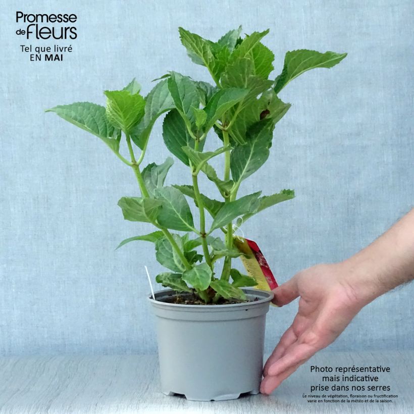 Hortensia macrophylla Teller Kardinal - Hydrangea Maceta 2L/3L Ejemplar entregado en la primavera