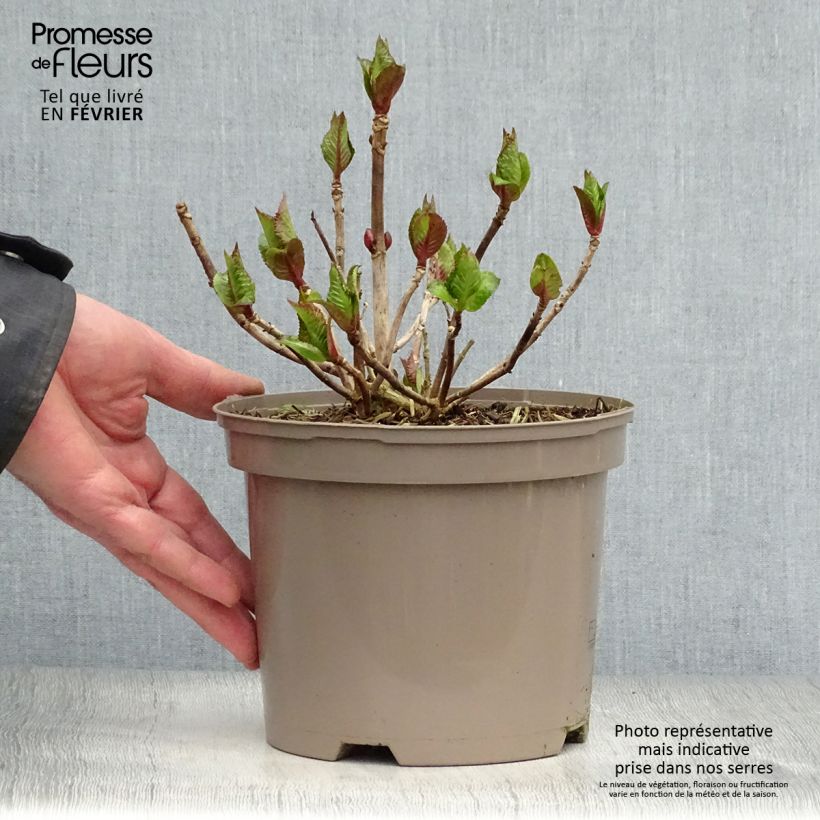 Hortensia macrophylla Kardinal Violet - Hydrangea Maceta 2L/3L Ejemplar entregado en invierno