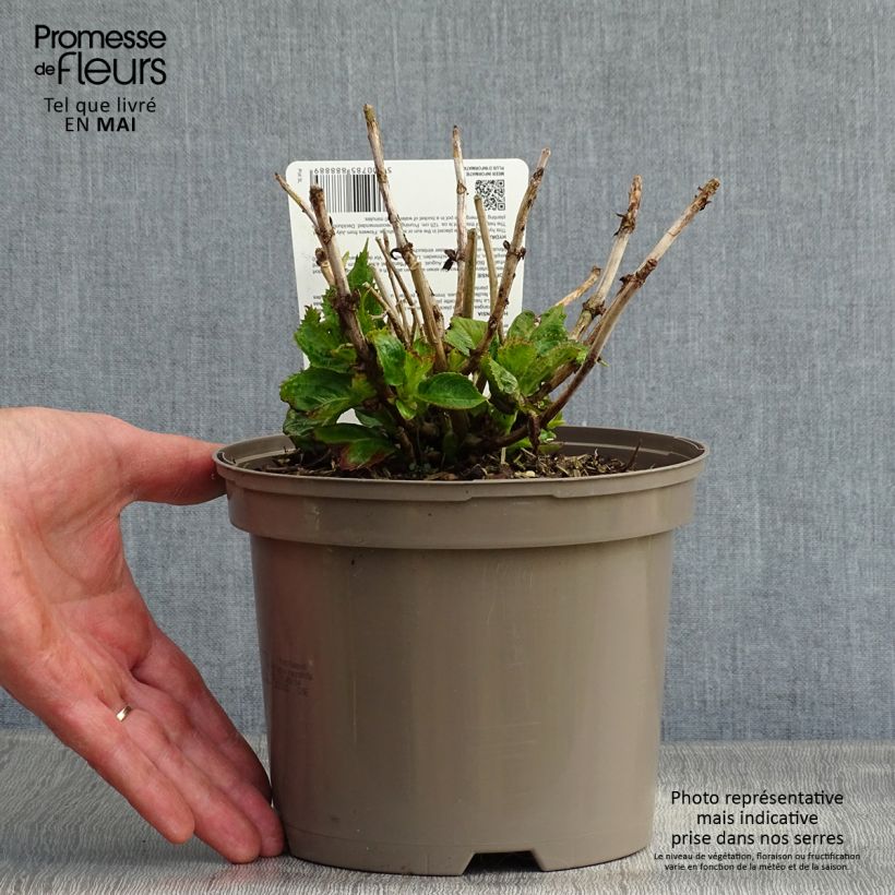 Hortensia macrophylla Kardinal Violet - Hydrangea Maceta 2L/3L Ejemplar entregado en la primavera