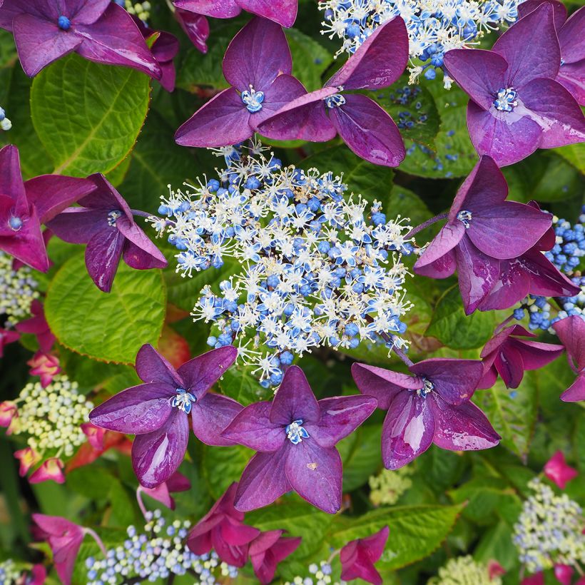 Hortensia macrophylla Kardinal Violet - Hydrangea (Floración)