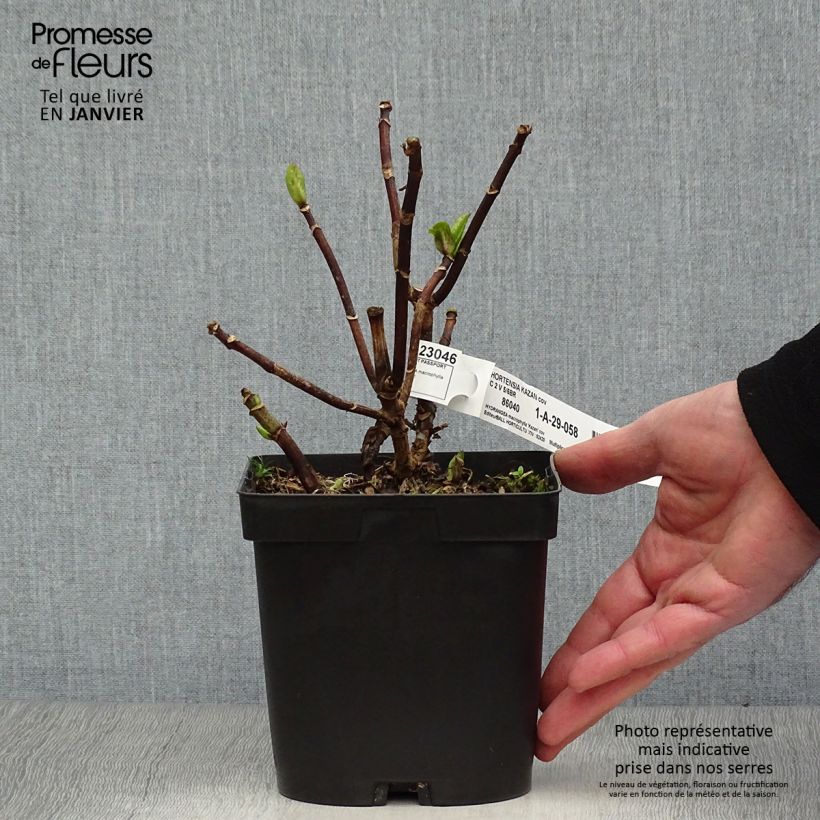 Hortensia macrophylla Kazan - Hydrangea Maceta 2L/3L Ejemplar entregado en invierno