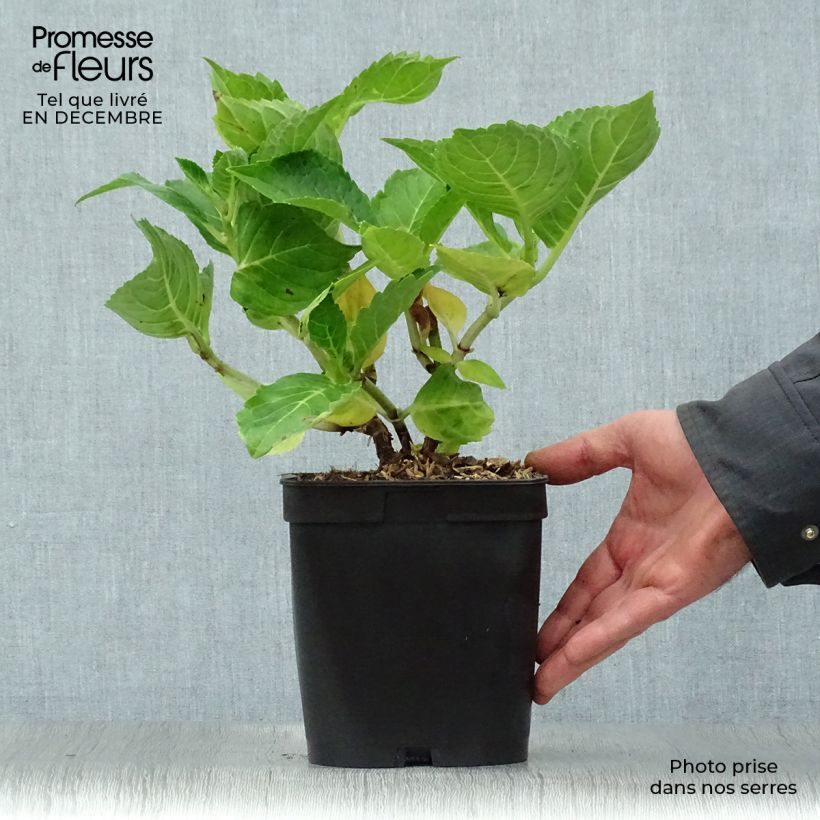 Hortensia macrophylla La Marne - Hydrangea Maceta 2L/3L Ejemplar entregado en invierno