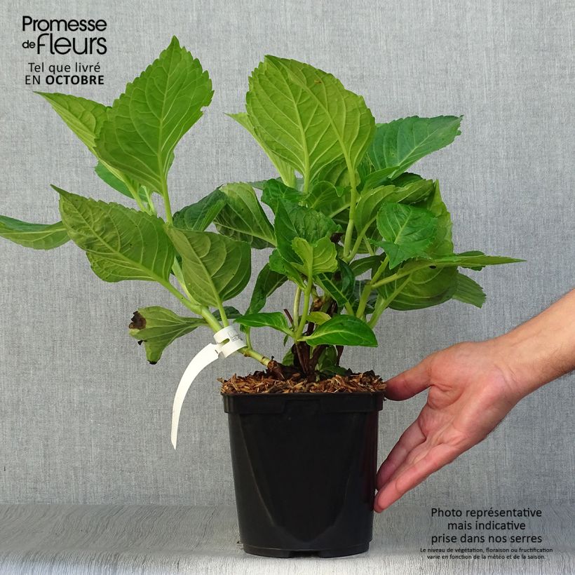 Ejemplar de Hortensia macrophylla La Marne - Hydrangea Maceta 2L/3L entregado en otoño